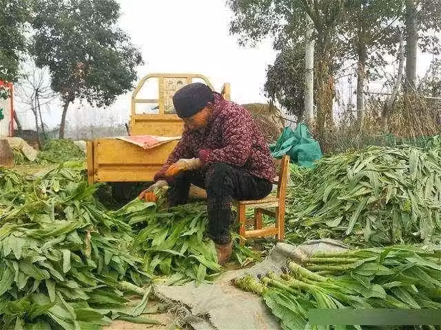 /www/bananadaily.net/web/images/image/2029/20292525.avif