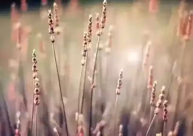 /www/bananadaily.net/web/images/image/2029/20295652.avif