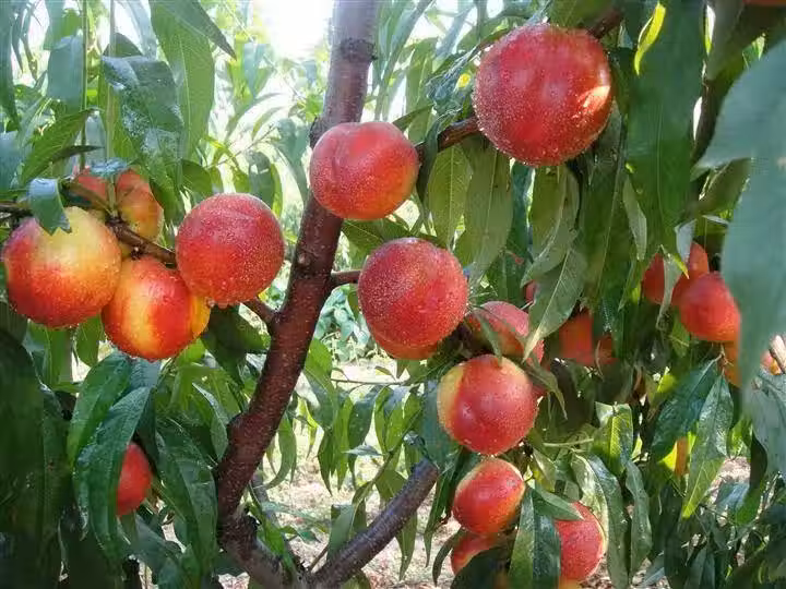 /www/bananadaily.net/web/images/image/2029/20298833.avif